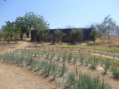 Plantação em formato de mandala com o cultivo de horta.